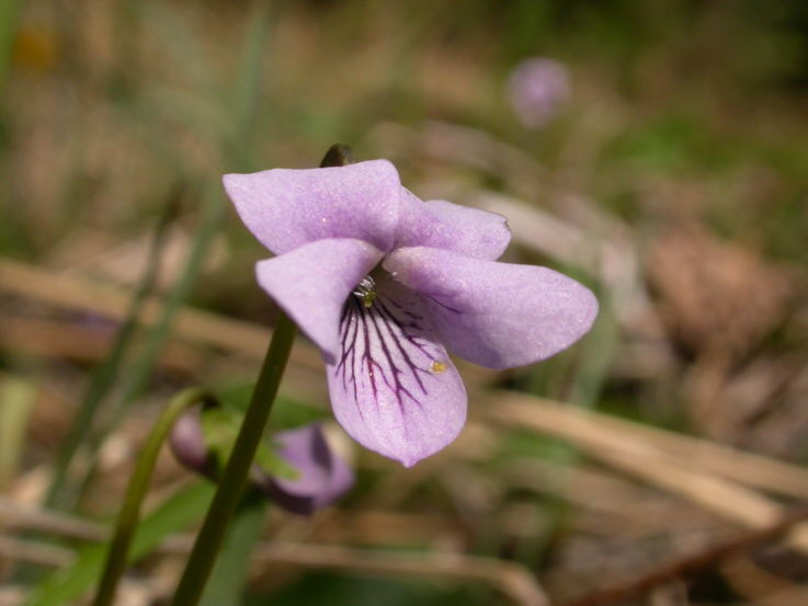Veilchengewächse, Violaceae, Veilchen, Viola